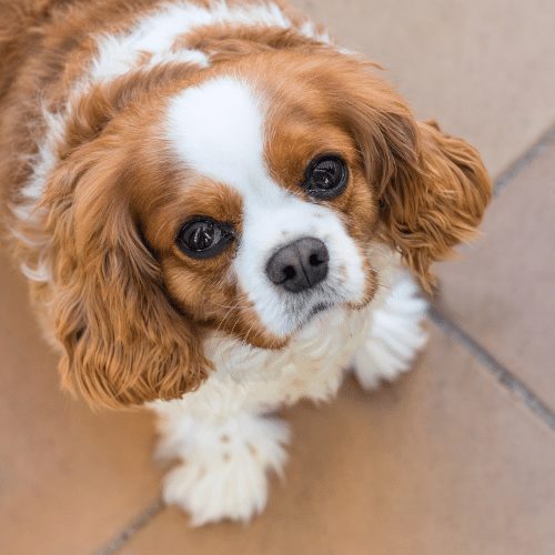 How To Groom a Cavalier King Charles Spaniel?