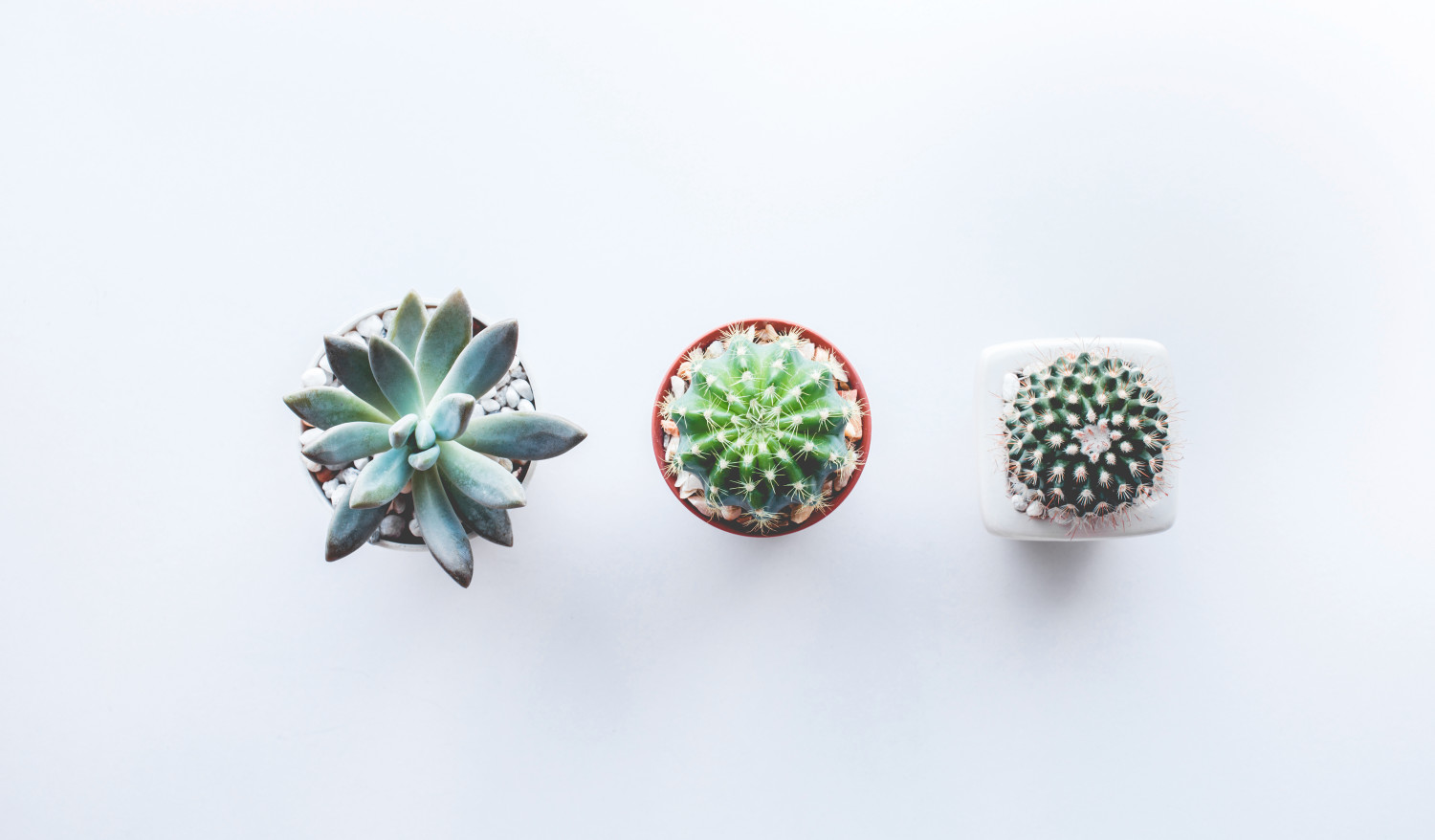 Cactus Identification