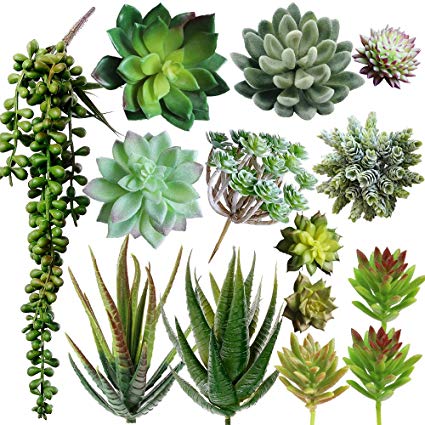 Buy Succulents Online