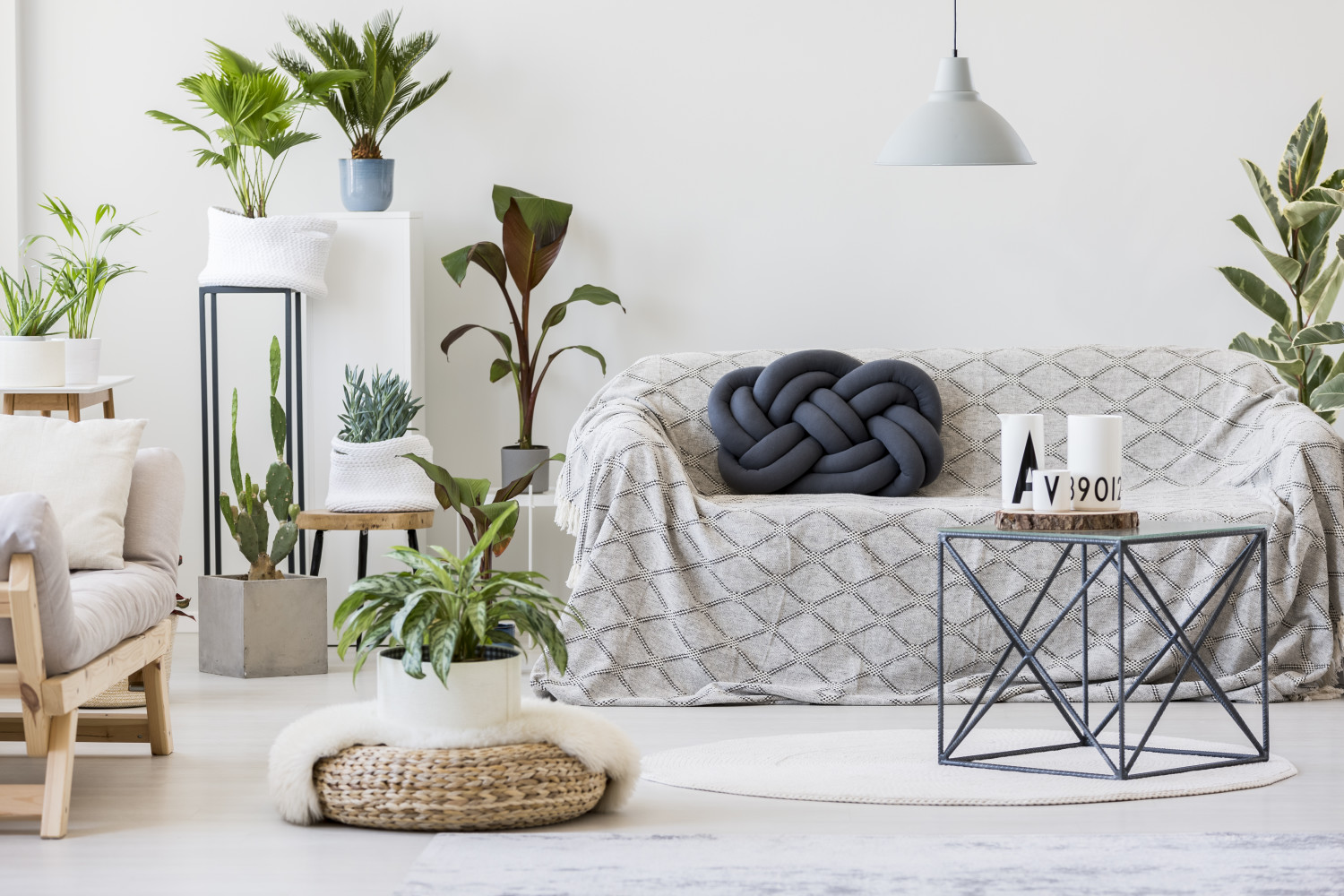 Indoor Cactus Plants