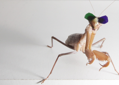 Why These Praying Mantises Are Wearing Itty-Bitty 3D Glasses