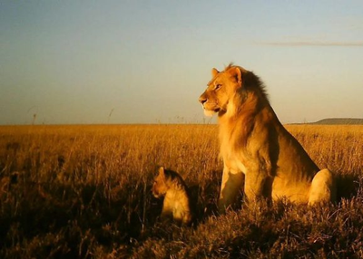 DeepMind’s new AI tracks Serengeti herds from images alone
