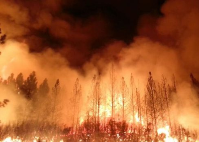 Not Even a Fire-Loving Bird Can Handle Climate Change's Heat