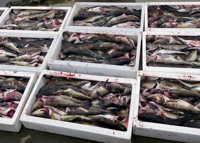 The concentrations of mercury increases in the fish, in spite of the reduction of emissions