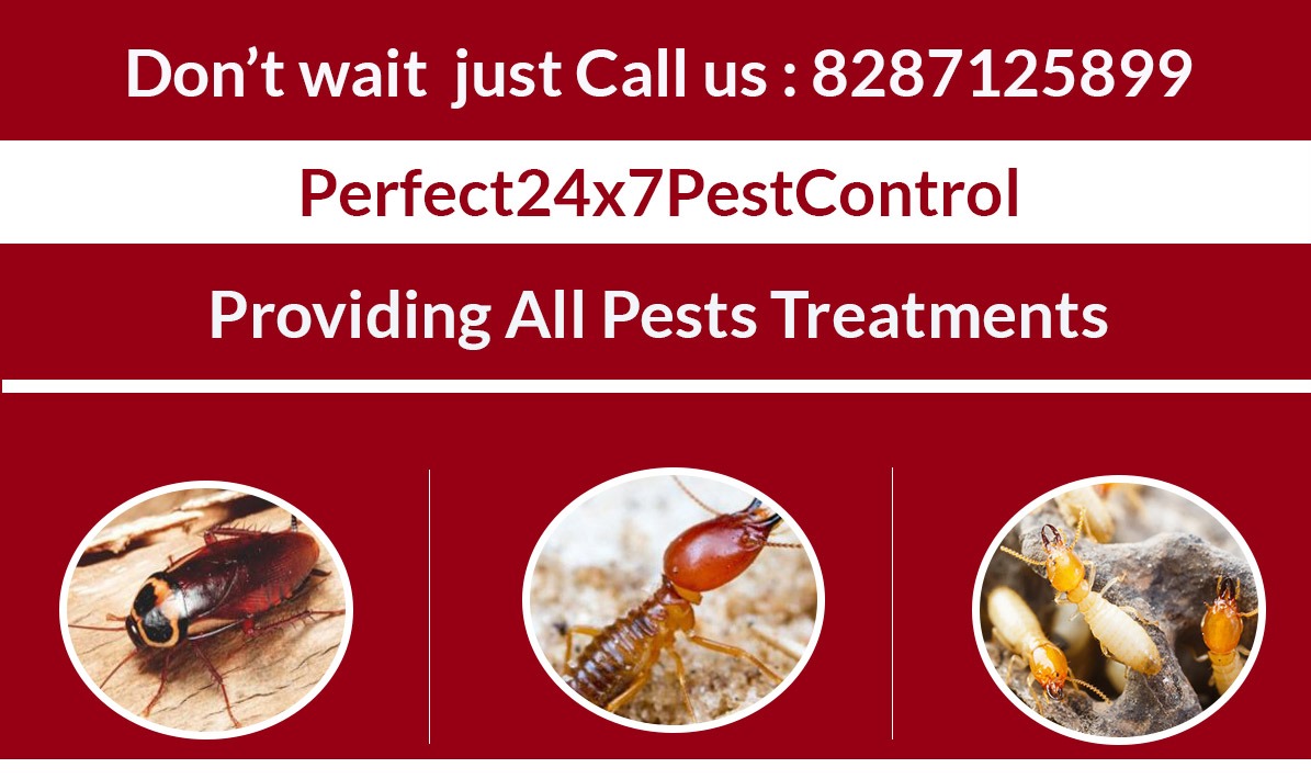 Pest control in delhi | Perfect 24x7 Pest control| Pest control in noida/gurgaon