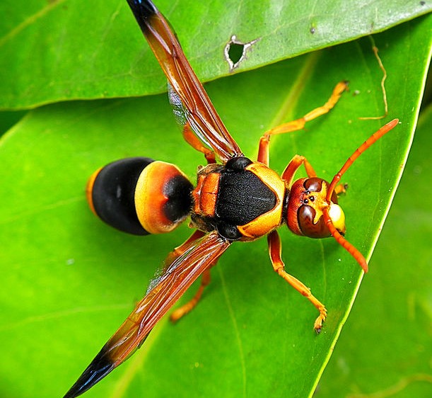 Hornets in Australia: How Enviro Safe Pest Control Protects Your Home