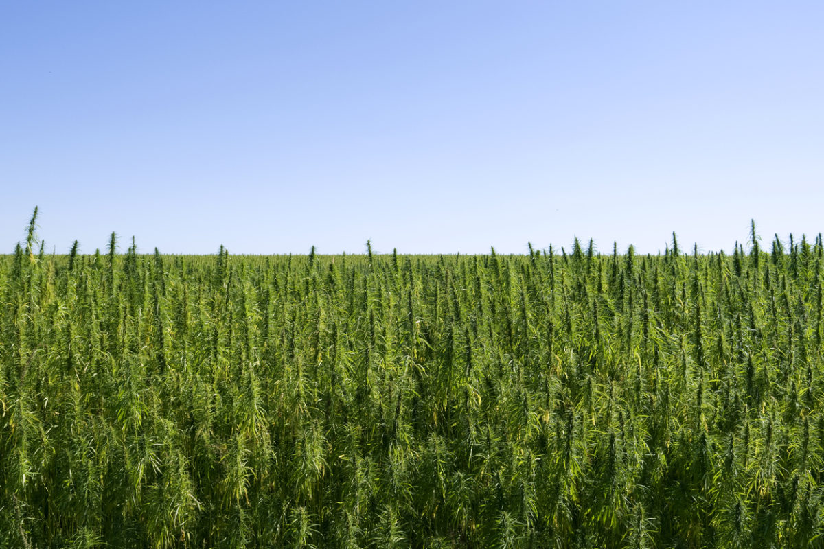 Custom Hemp CBD Harvesting & Drying System launched by HempLogic™