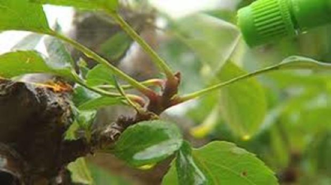 Agricultural Bactericides Market Sales, Demand Supply, Segments, Growth, Drivers and 2025 Forecast Report