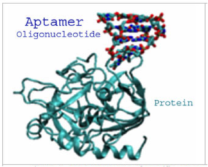 Aptamers Market Growth 2019-2024