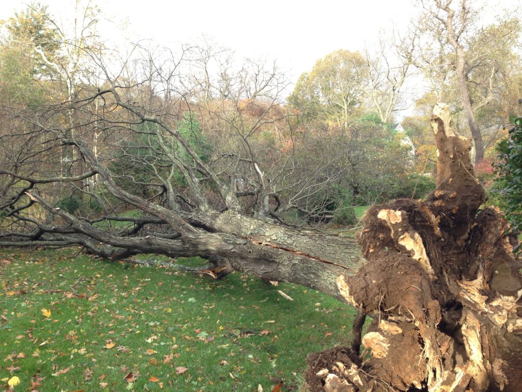 Best Demolition Company Houston | Houston Tree & Demolition Services