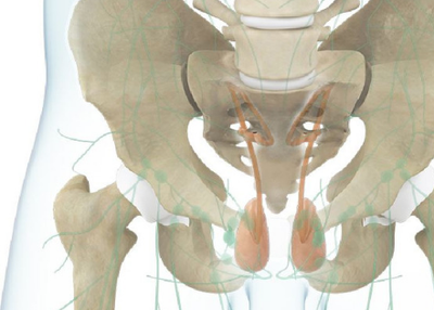 OSTEOPOROSIS: Symptoms, Diagnoses and Treatment