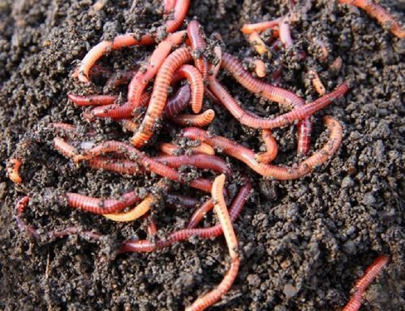 Vermicompost Market Insights 2019