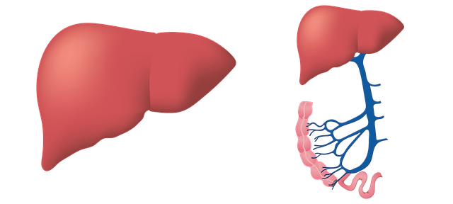 How to clean the liver?