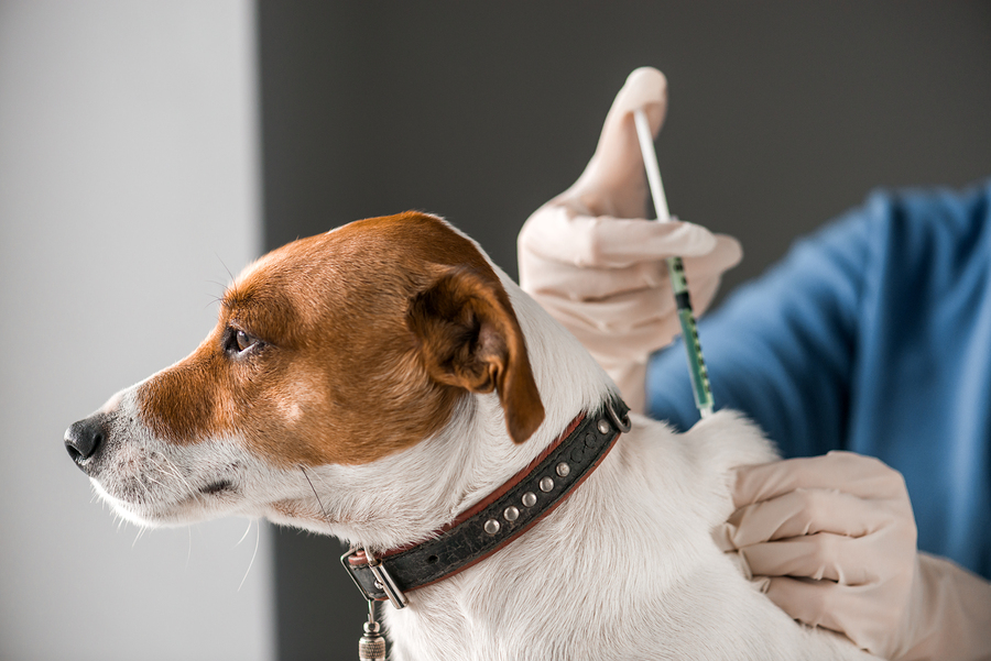Pet Cancer Therapeutics Market Growth, Trends, Share, Industry Analysis by 2027
