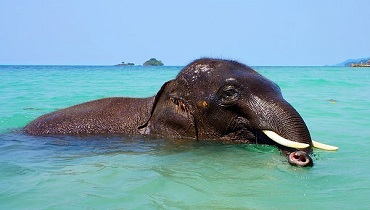 Looking for inclusive Andaman Nicobar Holiday Packages?