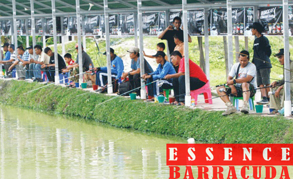 Fish Bait Nila Interest Beginners