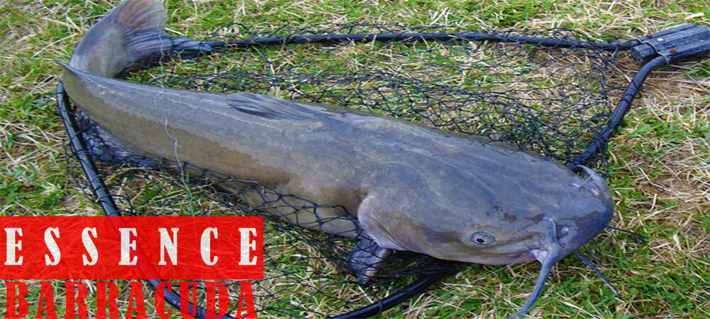 Bait Catfish Kilos Gebrus Super Practice