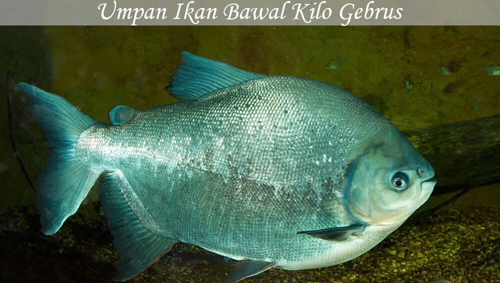 Bait Fish Pomfret Kilos Gebrus
