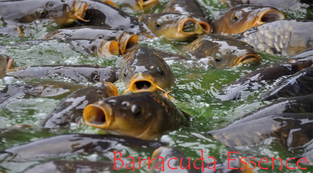 Surefire Recipe Carp Bait Super Effective