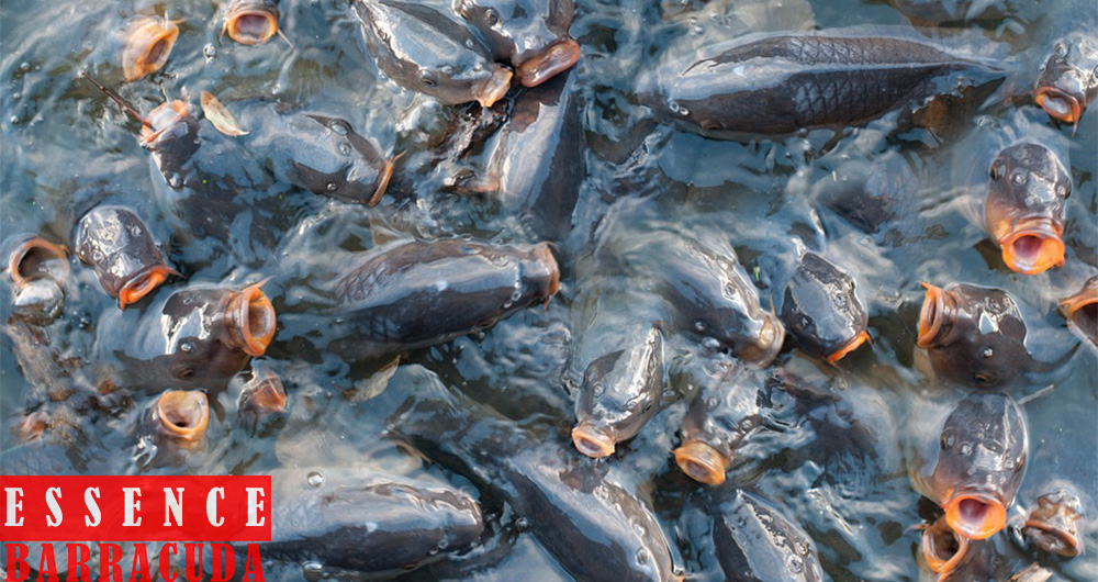 Umpan Ikan Mas Kilo Gebrus