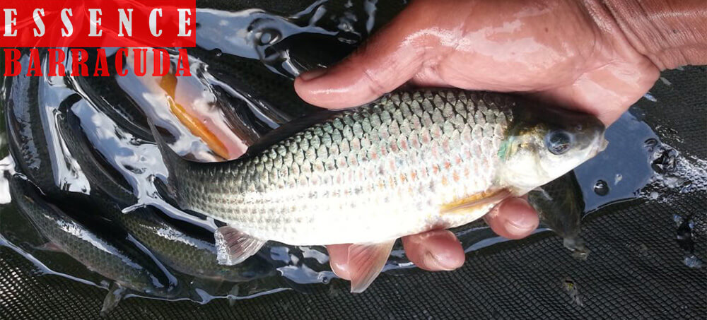 Bait Fish Nilem Turbid Water