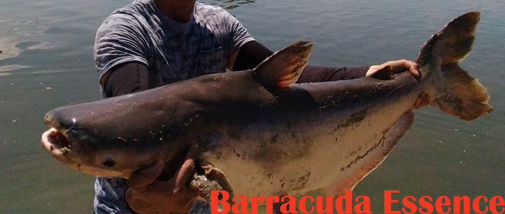 Umpan Ikan Patin Kilos Gebrus