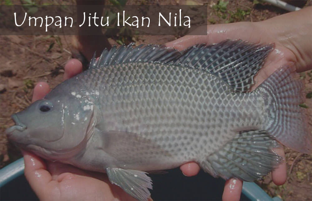 Bait Fish Tilapia