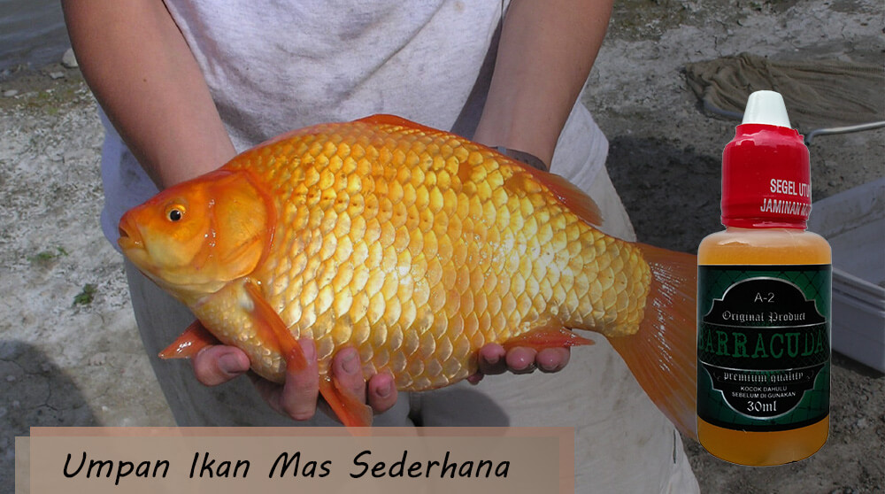 Recipe Carp Bait Simple The Most Potent