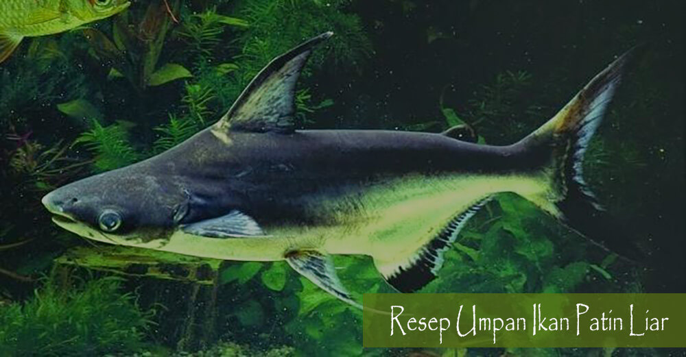 Surefire Recipe Bait Catfish Wild