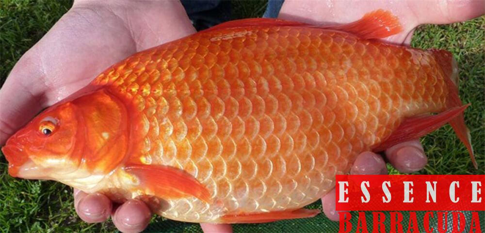 Carp Bait During The Day