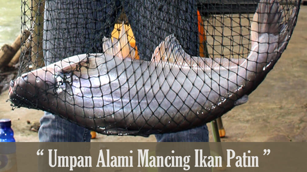 Baits Natural Catfish Anti Boncos