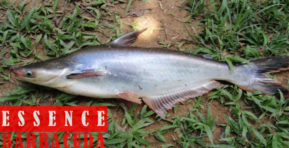 Bait Catfish Daily