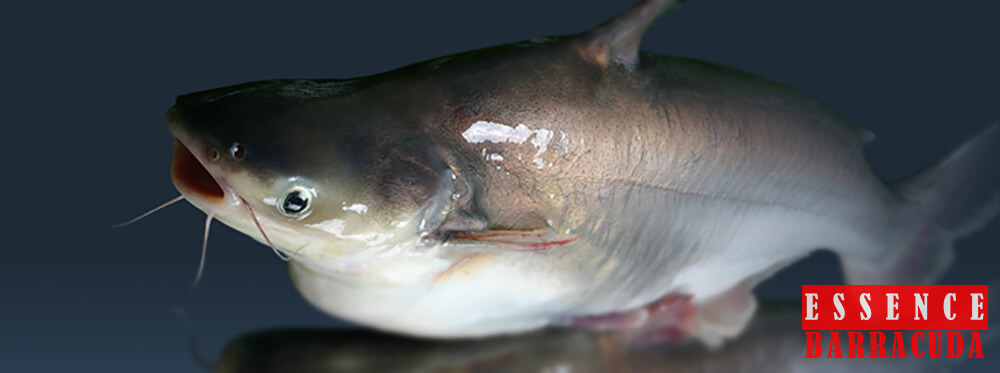 Bait Catfish Pond The Most Powerful