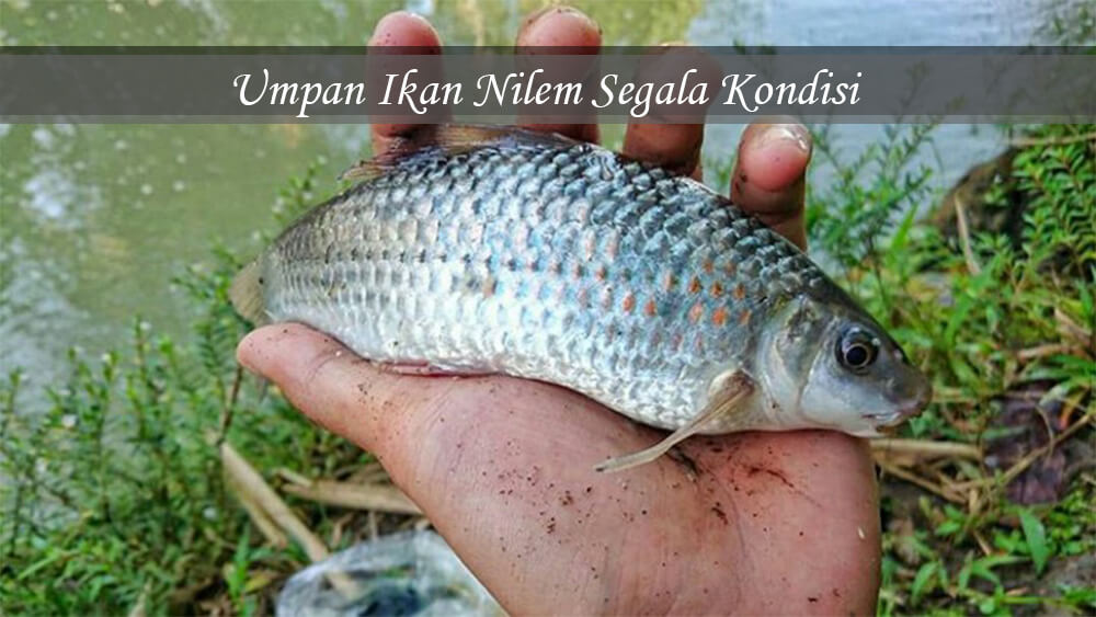 Bait Fish Nilem All Conditions