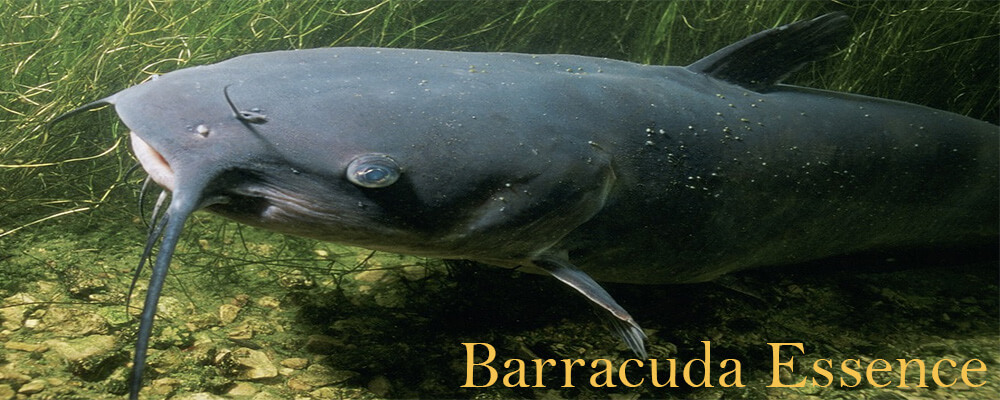 Umpan Ikan Lele Galatama