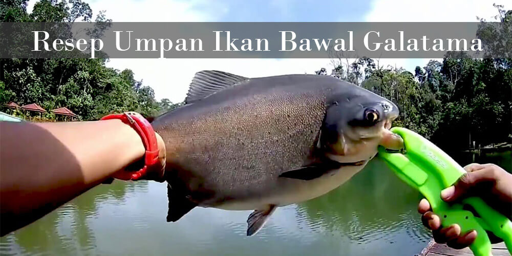 Recipes Fish Bait Bawal Galatama Secret Champion