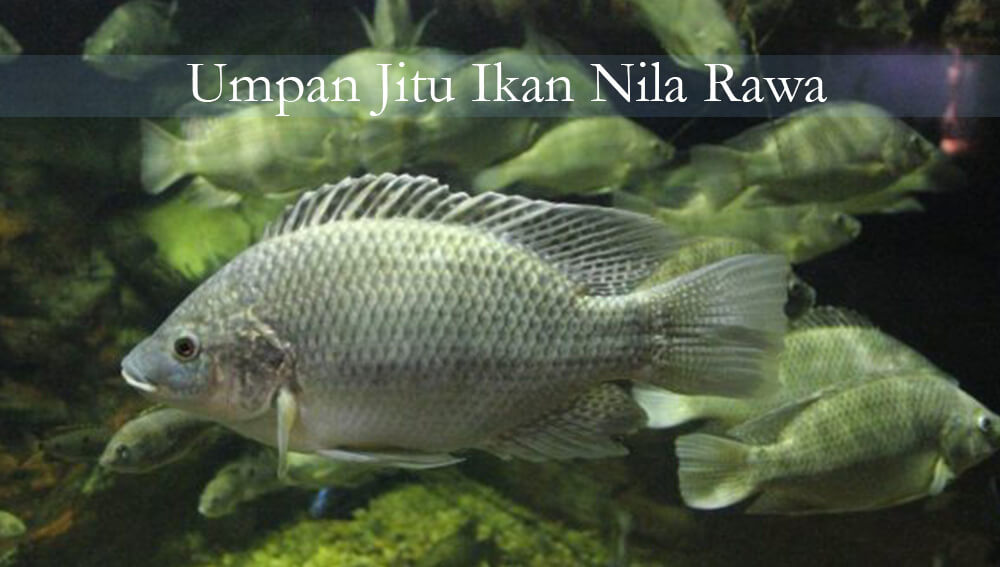 Bait Fish Tilapia Swamp