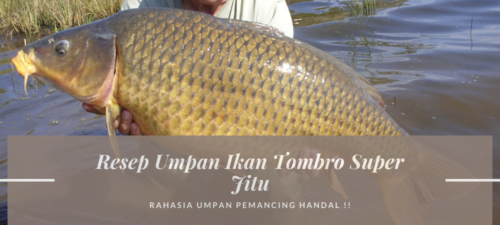 Recipes Umpan Ikan Tombro Super Sniper
