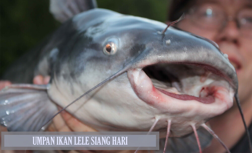 How To Make A Bait Catfish During The Day Most Potent