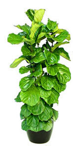 Learn How to Care for Office Indoor Plants Effectively