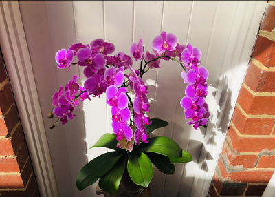 WHAT ARE GOOD BIRTHDAY FLOWERS?