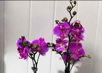 WHICH ARE THE BEST FLOWERS FOR CONGRATULATIONS