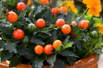 Herbal Medicine for Diabetes | Indian Herbals