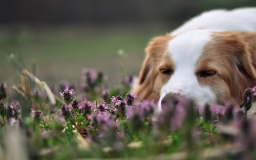 Managing Allergies In Dogs