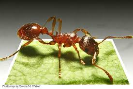 Ant Extermination in Los Angeles