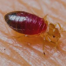 Bed Bug Extermination in Los Angeles