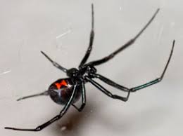 Spider Extermination in Los Angeles
