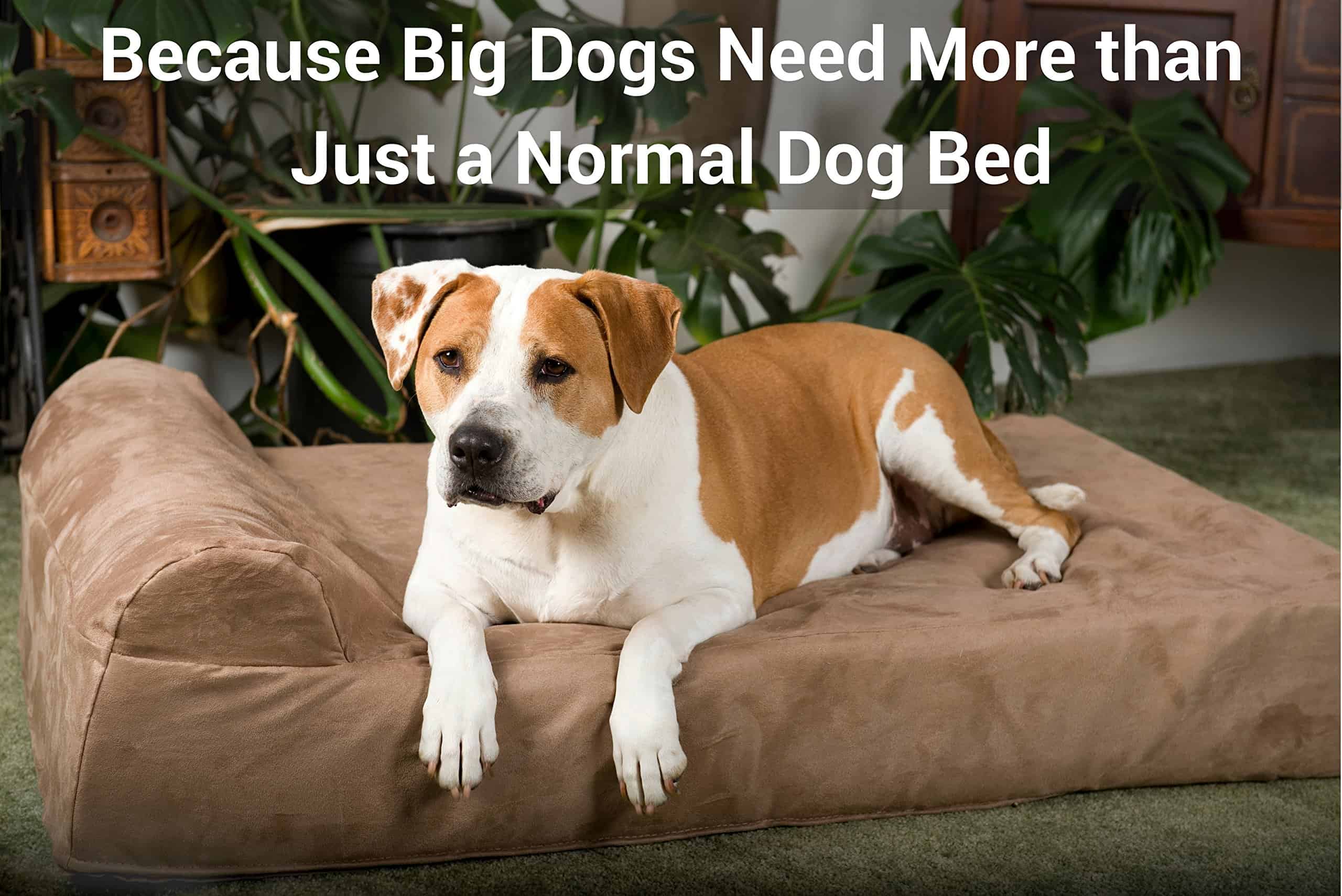 Choose Best Orthopedic Dog Bed for your Arthritic Dogs