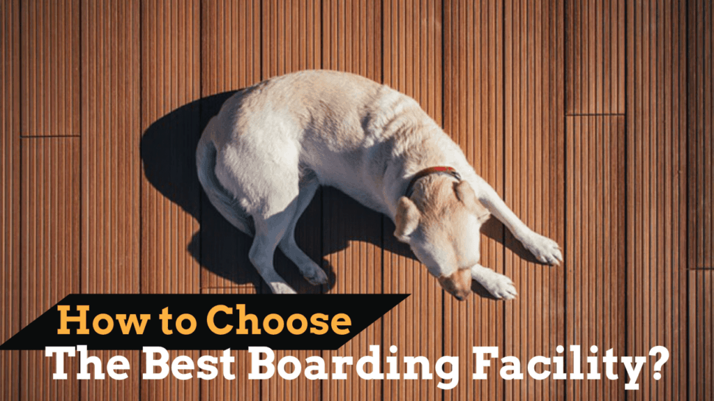 Dog Training: Positive Reinforcement vs. Alpha Dog Methods