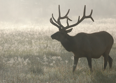 Enjoy Wildlife Photo Tours with Professional Photographer - Don Mammoser